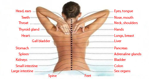 脊椎如何連接身體各個器官