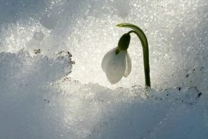 芬蘭精神「Sisu」:遭遇逆境的有效策略