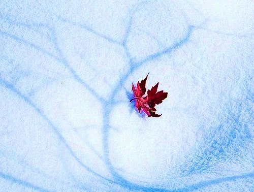 雪中楓葉