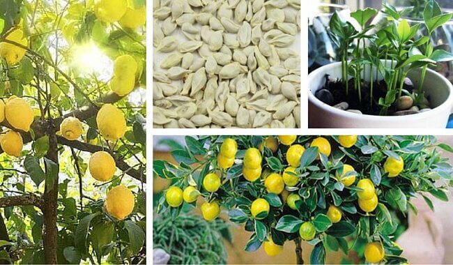 如何在家種檸檬