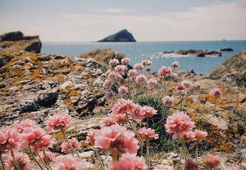農村與鮮花