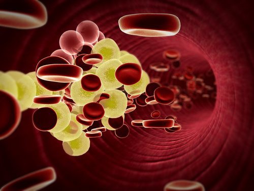 2-紅血球細胞