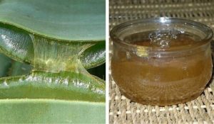 如何製作健康的蘆薈果凍