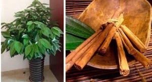 如何在家種肉桂