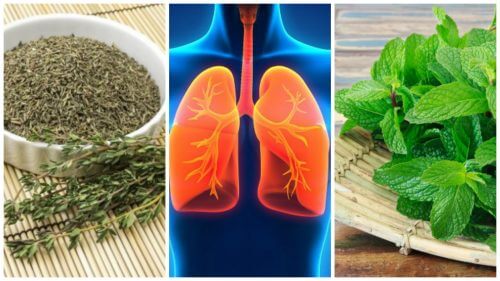 改善肺部健康的八種草藥