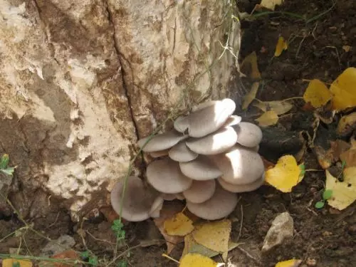 蠔菇