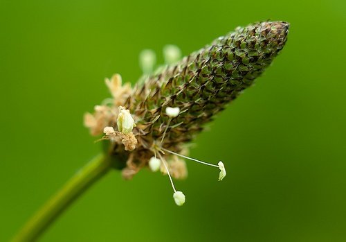 車前草
