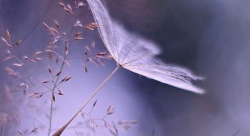 蒲公英
