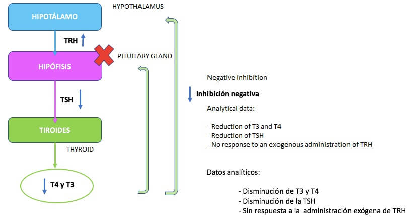 繼發性甲狀腺機能低下症