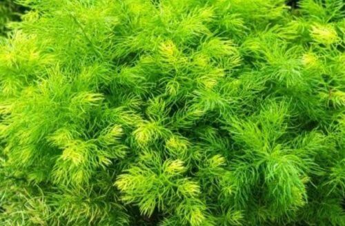 大賴草