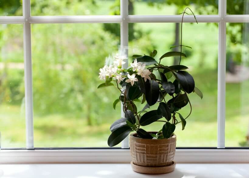 居家植物