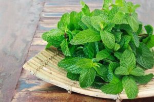 綠薄荷的居家療方