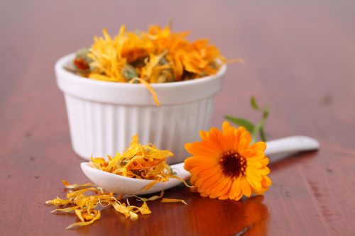 金盞菊