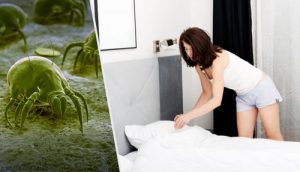 減少家中蟎蟲的7秘訣