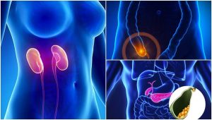 7種不存在仍可存活的器官