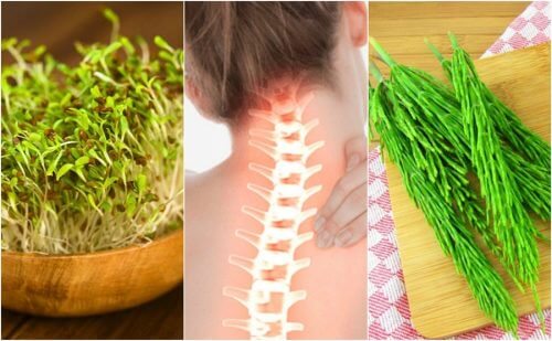 改善骨骼健康的7種藥用植物