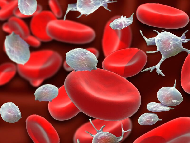 血液細胞
