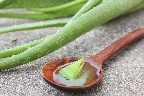 蘆薈葉