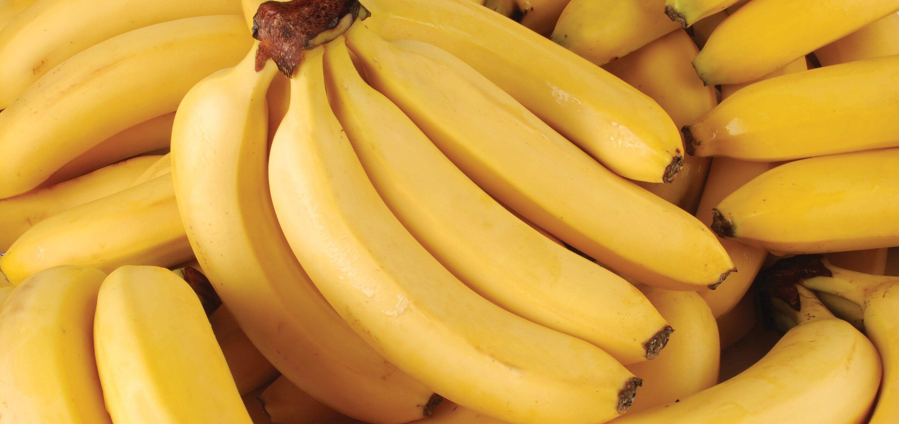 芭蕉 VS 香蕉｜無毒農