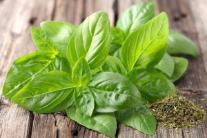 羅勒的驚人藥用特質