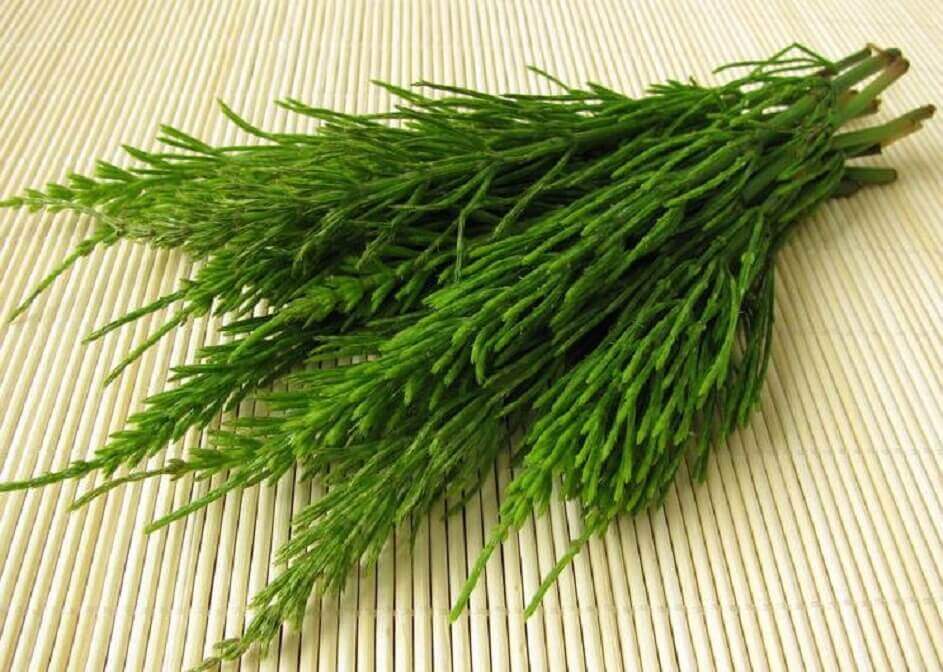 馬尾草