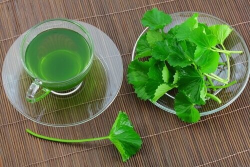 荷蘭芹茶