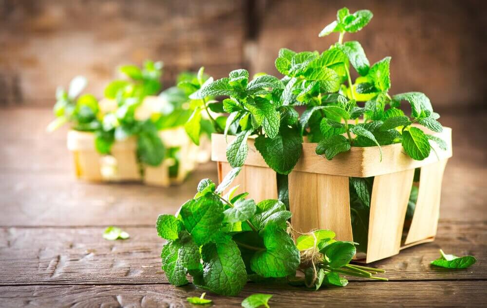 薄荷