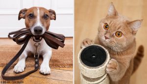 找出什麼寵物對你最有益