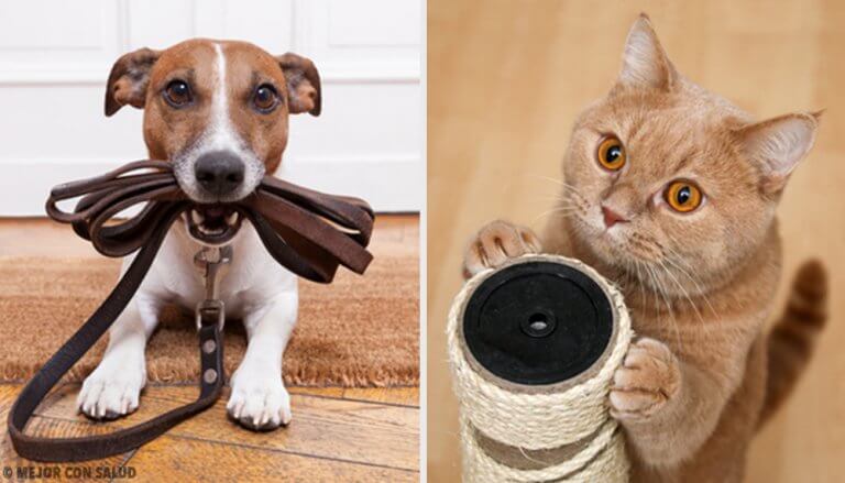 找出什麼寵物對你最有益