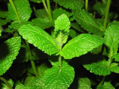 薄荷植物