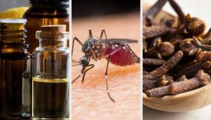 打跑蚊子的10種香氛