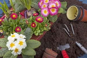 10種你能輕易在花園裡栽種的植物