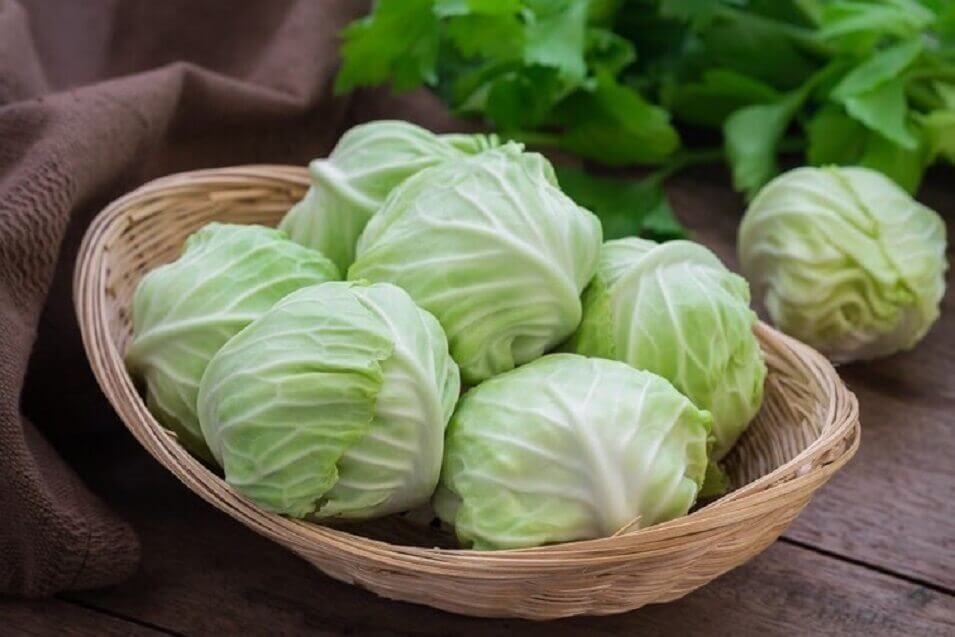 高麗菜