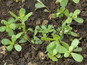 長命菜:其10種藥用特性