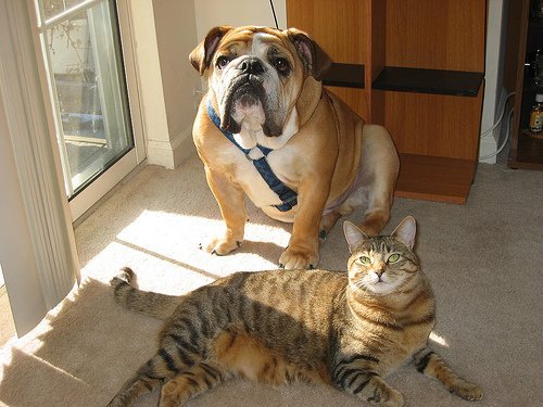 貓與狗
