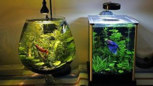 清理水族箱的最佳方式