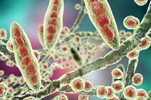 學習如何運用這些居家療法來治療足分枝黴菌