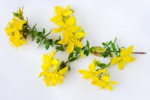 聖約翰草的6項效益
