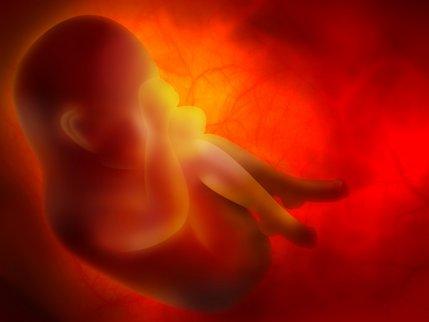 子宮內的胎兒