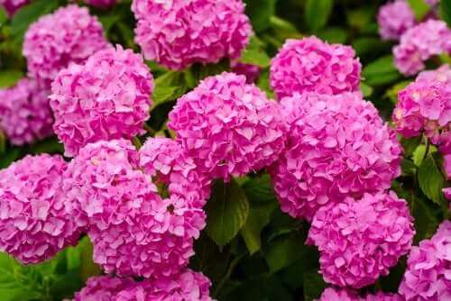 繡球花