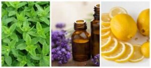 在家中簡單自製天然驅蟻劑