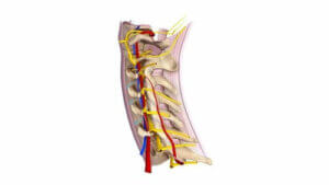關於頸脊神經你必須知道的事