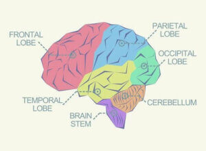 大腦中有哪些不同的腦葉？