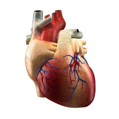 心臟的各部位及其功能
