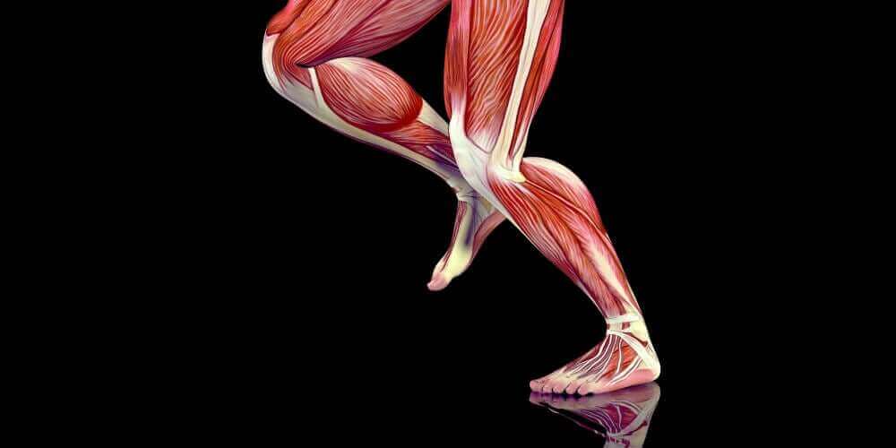腿部肌肉