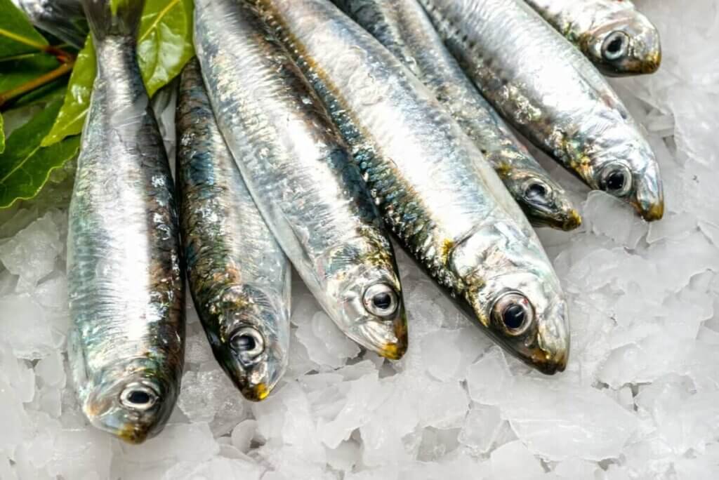 沙丁魚